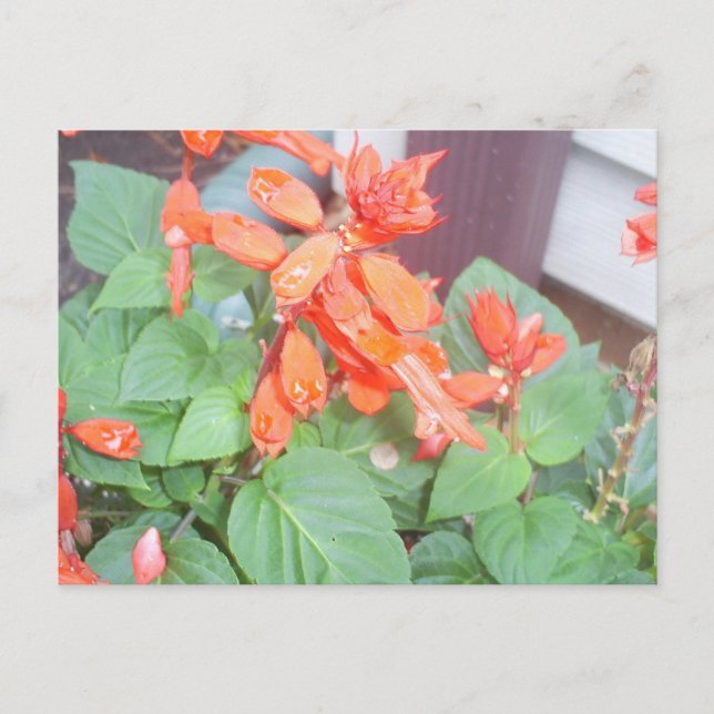 A beautiful orange Salvia bloom Postcard (Front)