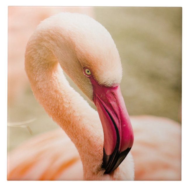 A Beautiful Pink Flamingo  Ceramic Tile (Front)
