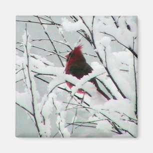 A Beautiful Red Cardinal In The Bushes Covered Wit Magnet