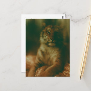 A beautiful tiger in a dress postcard