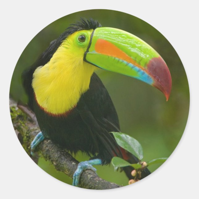A beautiful toucan bird perched on a branch. classic round sticker (Front)