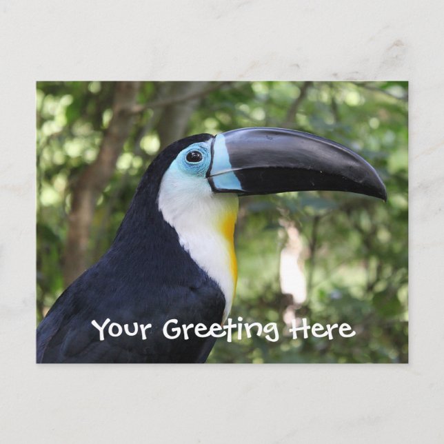 A Beautiful Toucan Photo Postcard (Front)
