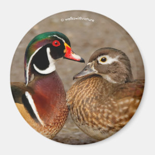 A Beautiful Touching Moment Between Wood Ducks Magnet