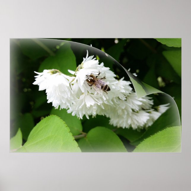 A bee on one page poster (Front)