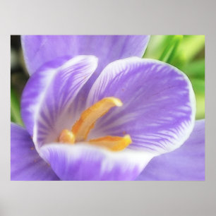 A Bee's Eye View - Crocus Poster