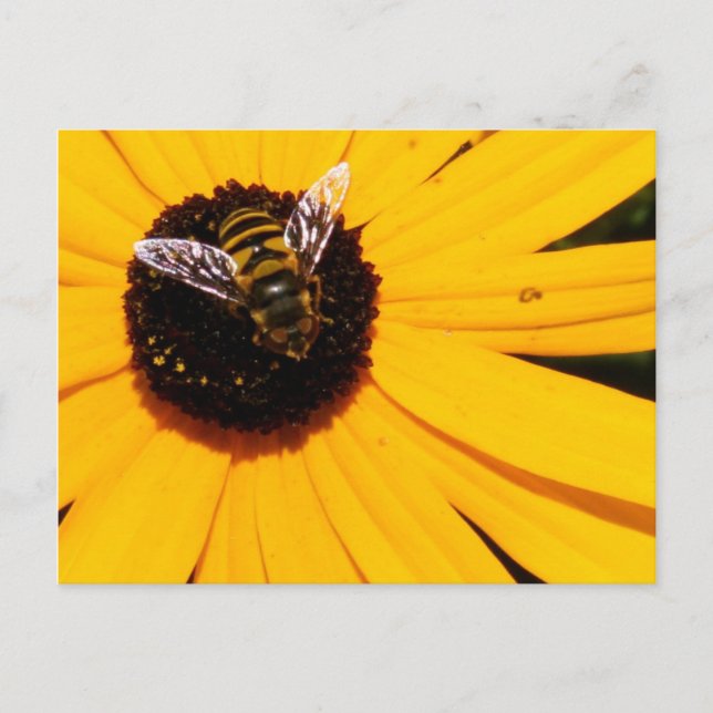 A Bee's Life Postcard (Front)