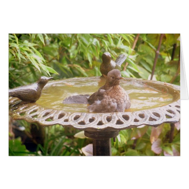 A Bird In The Bath (Front Horizontal)