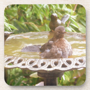 A Bird In The Bath Coaster