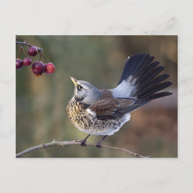 A Birdie's Tail Postcard (Front)