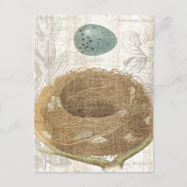 A Bird's Nest with a Decorative Egg Postcard (Front)