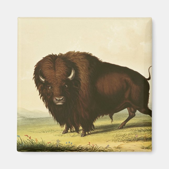 A Bison, c.1832 Magnet (Front)