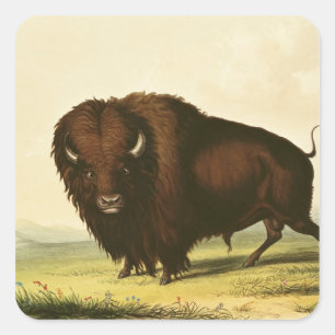 A Bison, c.1832 Square Sticker
