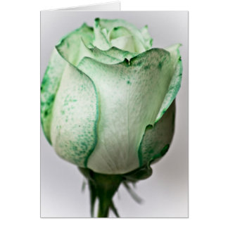 A bit of Irish in a Rose