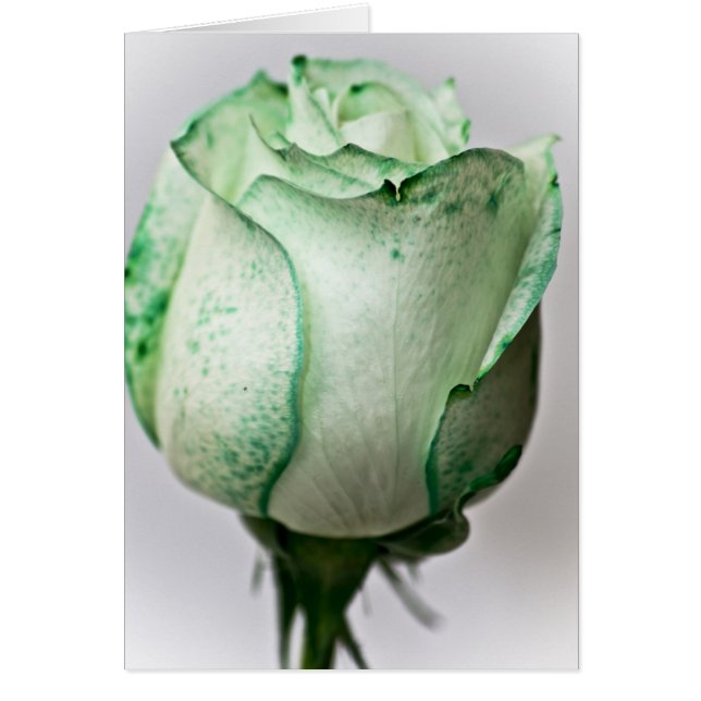 A bit of Irish in a Rose (Front)