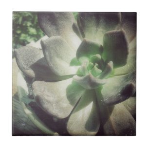 A Black and Green Hen and Chicks Plant Ceramic Tile