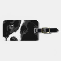 A black and white Border collie