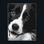 A black and white Border collie Postcard<br><div class="desc">The title of the work is "IMPACT" Border collie which was designed large enough to overhang the screen. Cool and stylish black and white design. Please enjoy life while feeling the gaze of Border collie.</div>
