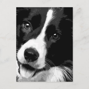 A black and white Border collie Postcard