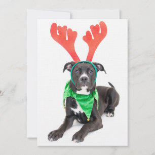 A black and white Labrador Retriever/Pit Bull