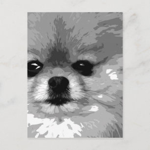 A black and white Pomeranian Postcard