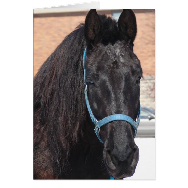 A Black Beauty (Front)