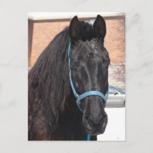 A Black Beauty Postcard