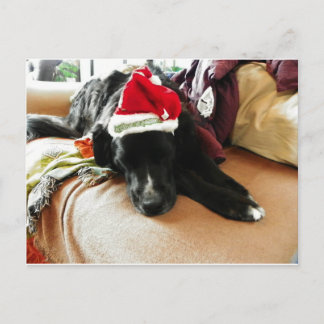 A Black Dog At Christmas with His Santa Hat Holiday Postcard