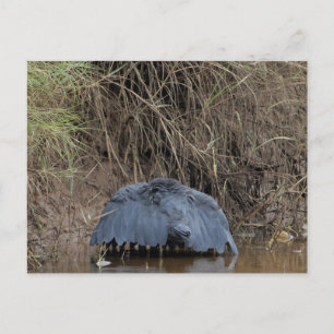 A Black Heron canopy feeding Postcard