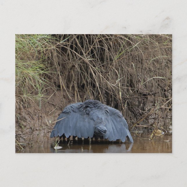 A Black Heron canopy feeding Postcard (Front)