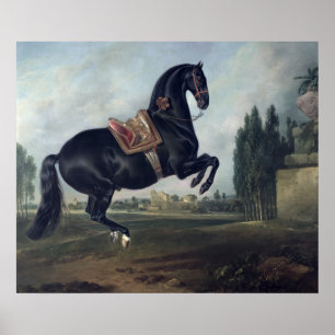 A black horse performing the Courbette Poster