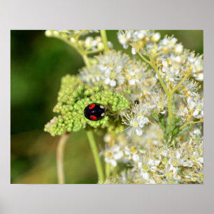 A black ladybug with red spots  poster
