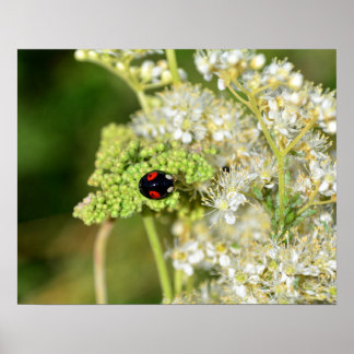 A black ladybug with red spots  poster