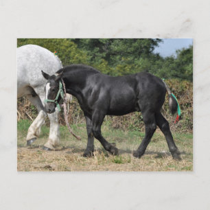 A black Percheron foal in France Postcard