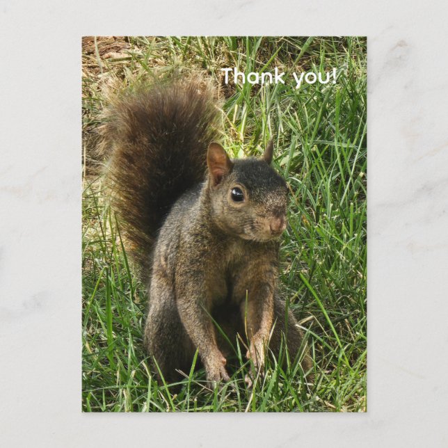 A black squirrel postcard (Front)