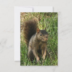 A black squirrel RSVP card