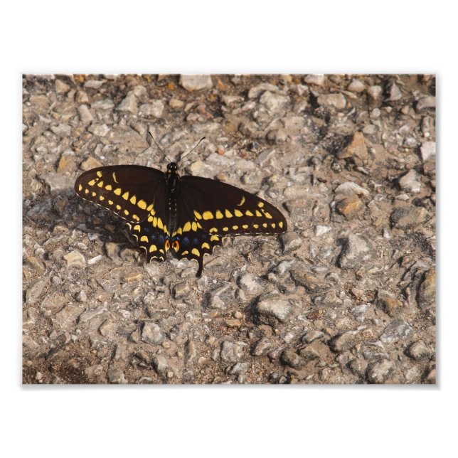 A Black Swallowtail Butterfly Photo Print (Front)