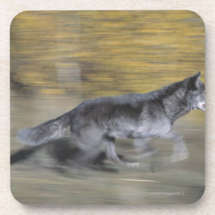 A black wolf on the run coaster