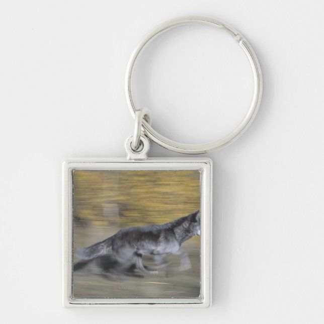 A black wolf on the run key ring (Front)