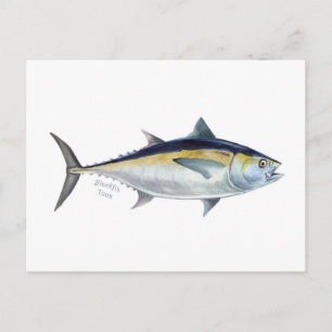 A Blackfin Tuna postcard. Postcard