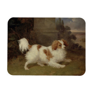 A Blenheim Spaniel, c.1820-30 (oil on canvas) Magnet