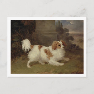 A Blenheim Spaniel, c.1820-30 (oil on canvas) Postcard