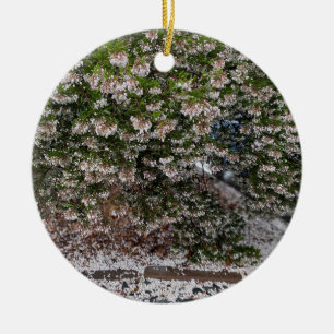 A Blooming California: Viva Manzanita! Ceramic Ornament