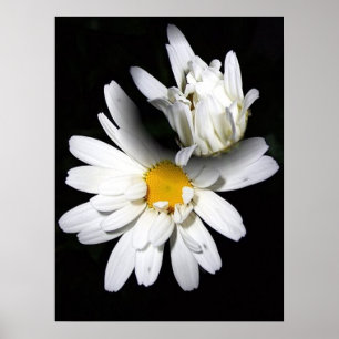 A Blooming Daisy Canvas Poster