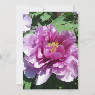 A blossoming peony flower blank card