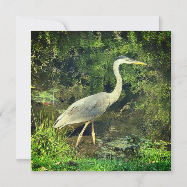A blue heron (Front)
