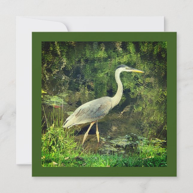 A blue heron (Front)