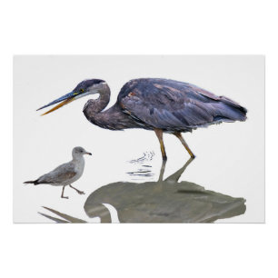 A blue heron and a seagull poster