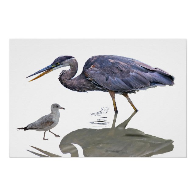 A blue heron and a seagull poster (Front)