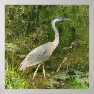 A blue heron art poster