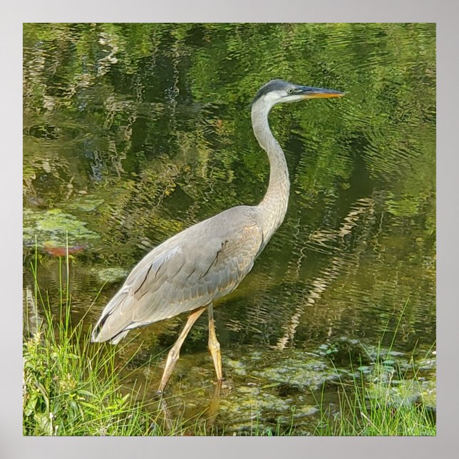 A blue heron art poster (Front)